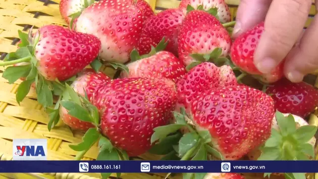 Trồng dâu tây gắn với du lịch trải nghiệm ở cao nguyên Mộc Châu