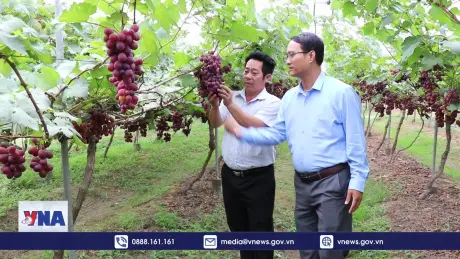 Ninh Thuận tăng sức hút từ các giống nho ăn tươi chất lượng cao