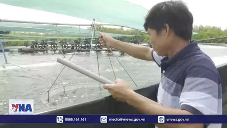 Thực hiện các giải pháp phát triển tôm nước lợ năm 2025
