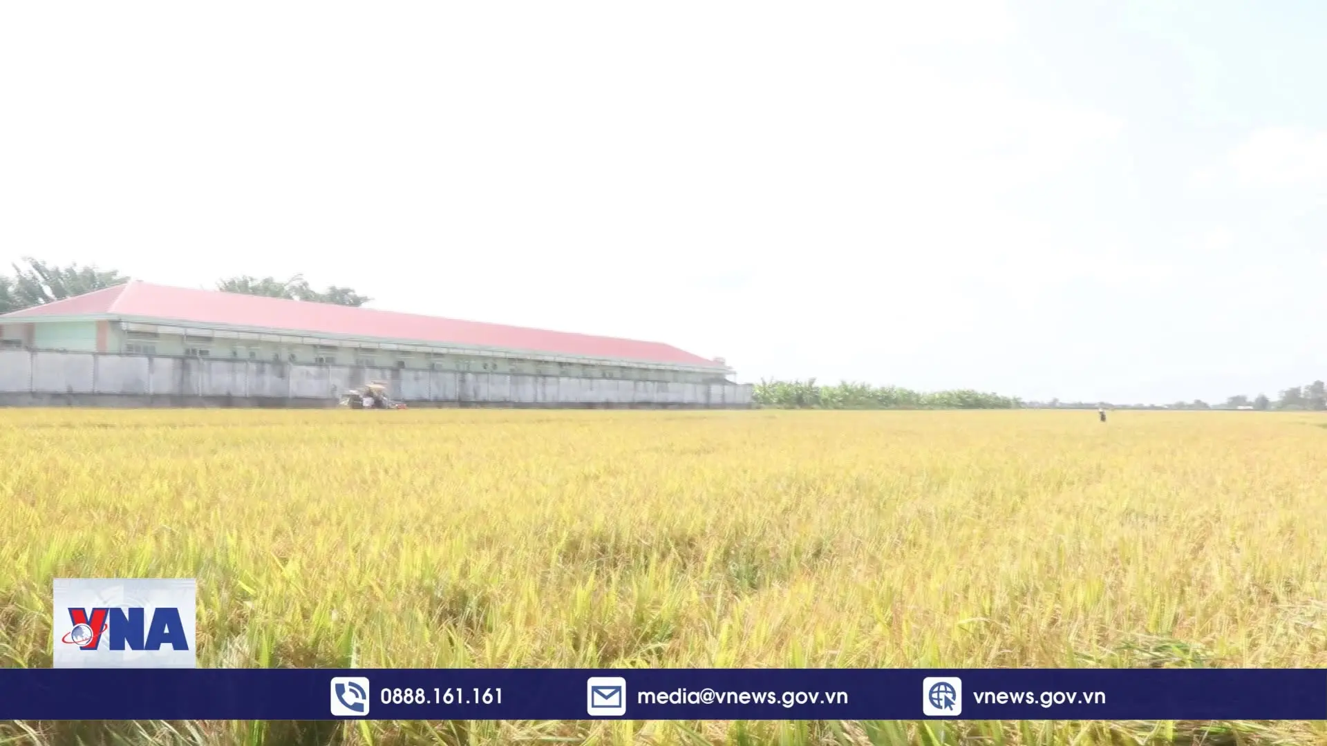 Giá lúa Đông Xuân giảm, lợi nhuận thấp