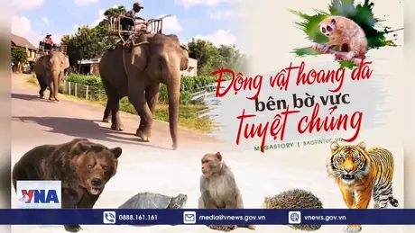 Khởi xướng “Ngày đấu tranh với các vi phạm về Động vật hoang dã trên không gian mạng”