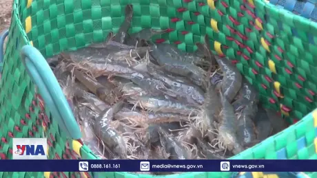 Xuất khẩu tôm hướng đến mục tiêu 4,3 tỷ USD trong năm 2025