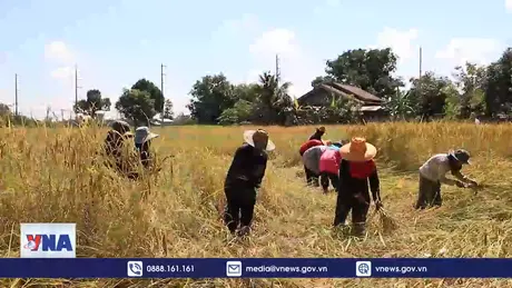 Thái Lan triển khai các biện pháp nhằm nâng giá gạo