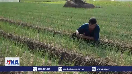 Giá hành tím giảm mạnh, nông dân trồng hành ở Sóc Trăng lỗ vốn