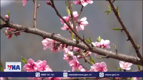 Rực rỡ sắc hoa đào ở Lùng Cúng, Mù Cang Chải