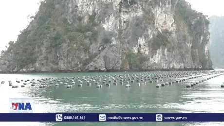 Ngành nuôi trồng thủy sản Quảng Ninh phục hồi mạnh mẽ