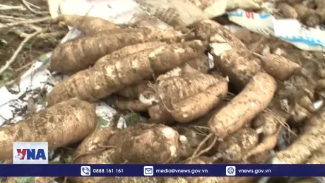 Người trồng sắn lao đao khi giá giảm một nửa