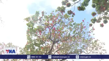 Vẻ đẹp lãng mạn của Côn Đảo mùa bàng thay lá