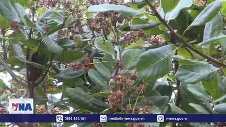 Thủ phủ điều Bình Phước bị sâu bệnh hại tấn công