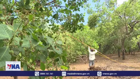 Bình Phước khuyến cáo phòng trừ sâu bệnh hại trên cây điều