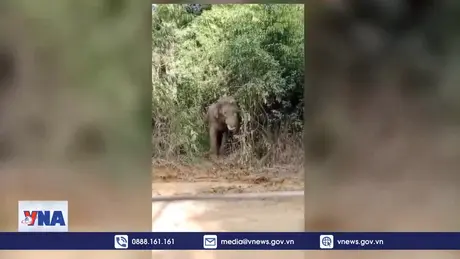 Cá thể voi lớn xuất hiện gần khu dân cư ở Đồng Nai