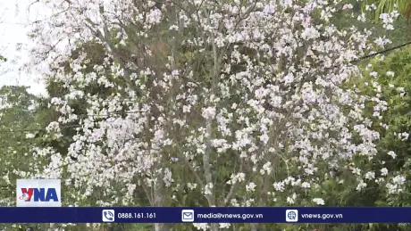 Chăm sóc hoa ban tạo điểm nhấn cho lễ hội