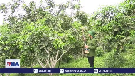 Vùng trồng bưởi đặc sản lớn nhất Hà Tĩnh vào mùa thụ phấn