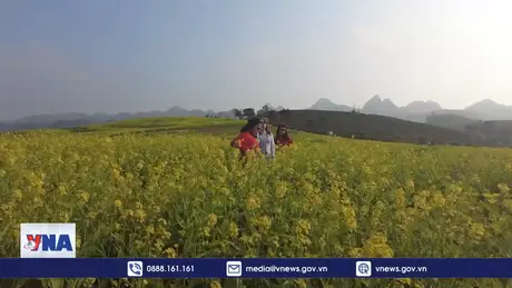 Du khách mê đắm hoa cải trên cao nguyên Mộc Châu