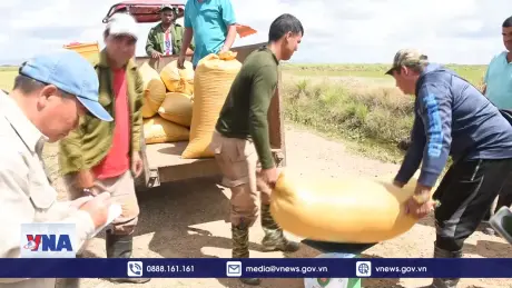 Sản xuất lúa là điểm sáng trong hợp tác nông nghiệp Việt Nam - Cuba
