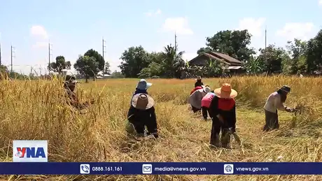 Thái Lan tìm cách giải quyết tình trạng giá gạo giảm