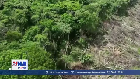 Nạn phá rừng tại Brazil giảm trên toàn bộ các vùng sinh thái