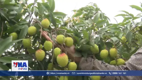 Thủ phủ vải ở Hưng Yên chuẩn bị vào vụ thu hoạch