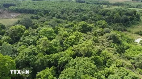 Phá gần 1.900m2 rừng, một cá nhân bị xử phạt 37,5 triệu đồng