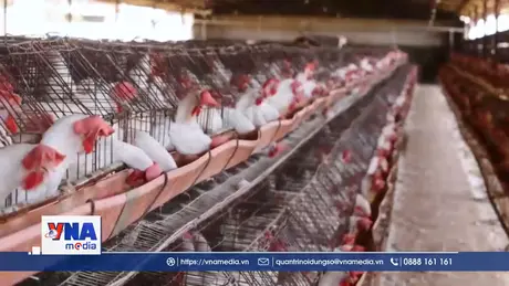 Nhiều nước dừng nhập khẩu gia cầm Brazil