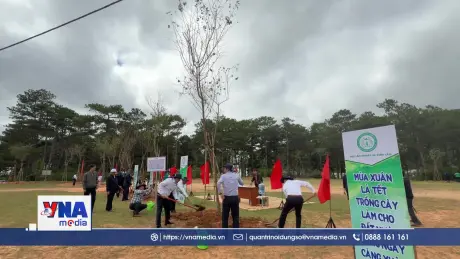 Trồng thêm 2.500 cây thông ba lá cho phố núi Đà Lạt