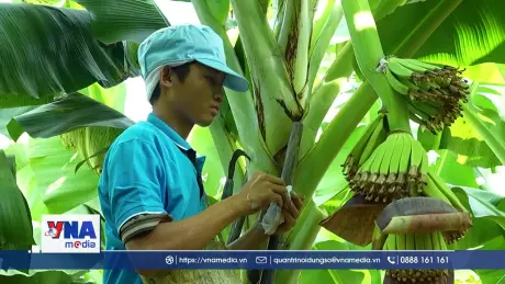 Gia Lai khai thác tiềm năng xuất khẩu chuối