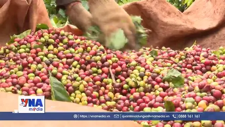 Cà phê đặc sản Việt xuất khẩu giá kỷ lục 1,2 triệu đồng/kg