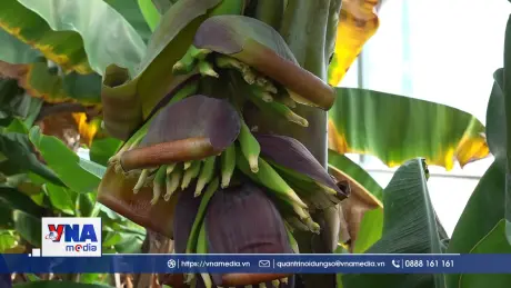 Tỉnh Fukushima (Nhật Bản) quyết tâm phục hồi sau thảm họa