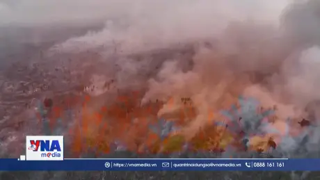 Diện tích rừng biến mất cao kỷ lục