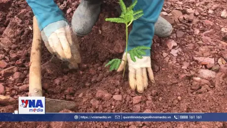 Hải Dương đẩy nhanh tiến độ trồng rừng sau bão số 3 