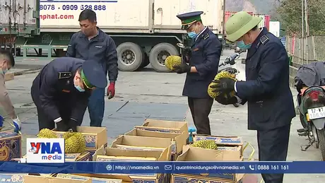 Thêm gần 1.000 mã số cho sầu riêng xuất khẩu sang Trung Quốc