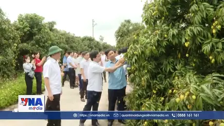 Kết nối tiêu thụ vải lai chín sớm và vải trứng Hưng Yên