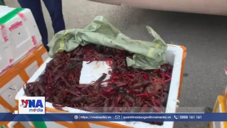  Biên phòng Quảng Ninh bắt giữ gần 200kg tôm hùm đất