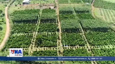 Việt Nam thuộc nhóm rủi ro thấp trong Quy định chống phá rừng của EU