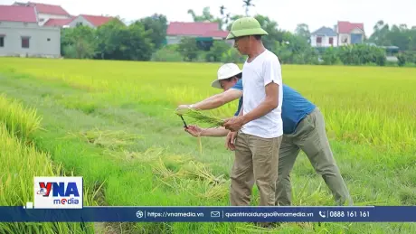 Nông dân Nghệ An lo lắng khi gần 1.900 ha lúa xuân không kết hạt