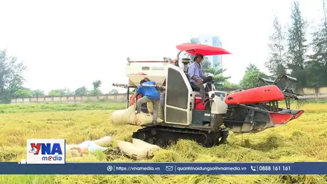 Nông dân Hà Tĩnh khẩn trương thu hoạch lúa xuân