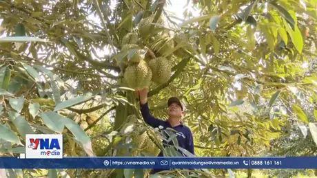 Bảo đảm an ninh chuỗi cung ứng sầu riêng