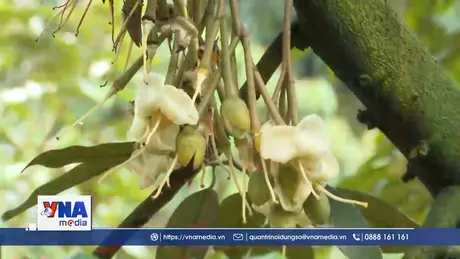 Tìm giải pháp phát triển ngành hàng sầu riêng bền vững