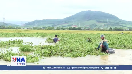 Mưa lớn khiến bèo trôi đè lên lúa xuân sắp thu hoạch tại Hà Tĩnh