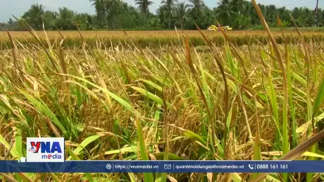 37 hợp tác xã tại Trà Vinh trồng lúa chất lượng cao, giảm phát thải