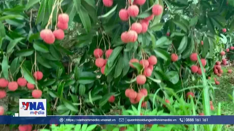 Hải Dương mùa vải chín