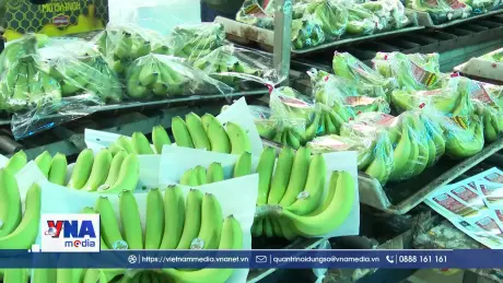 Sản phẩm chuối Gia Lai chinh phục các thị trường khó tính