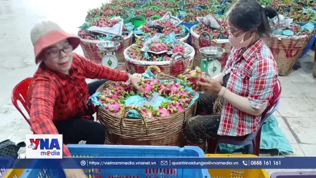 Đẩy nhanh cấp mã số vùng trồng thanh long 