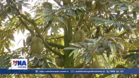 Tiền Giang tăng cường quản lý chất lượng trái sầu riêng xuất khẩu