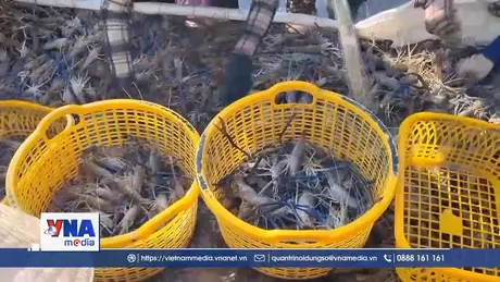 Giá tôm nguyên liệu tại Kiên Giang giảm mạnh
