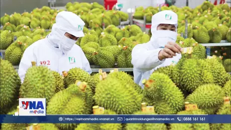 Bài toán quản lý mã số vùng trồng cấp bách cần lời giải