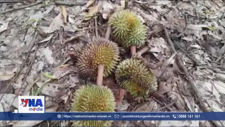 Mưa liên tục gây thiệt hại sầu riêng tại Bình Phước