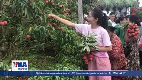 Hải Dương xúc tiến thương mại vải Thiều năm 2025