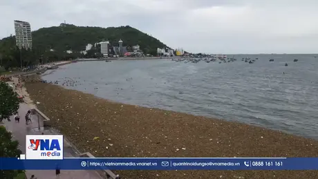 Hàng trăm tấn lục bình dạt vào bãi biển Vũng Tàu