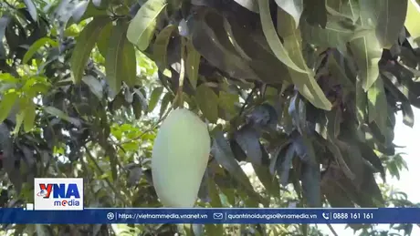 Nông dân Đồng Nai điêu đứng vì giá xoài giảm còn 1.000 đồng/kg